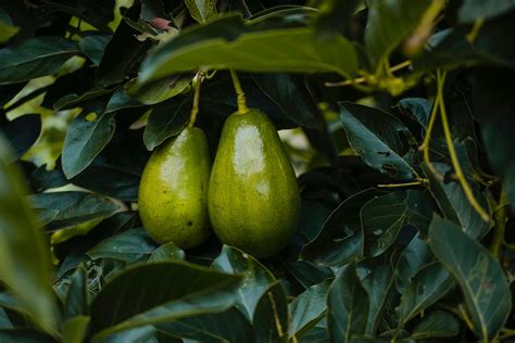 Types of Avocado: 50 Different Varieties and Main Differences