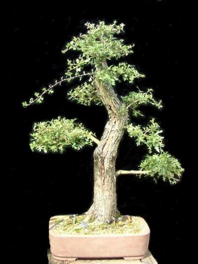 Hawthorn (Crataegus monogyna) - Bonsai Empire