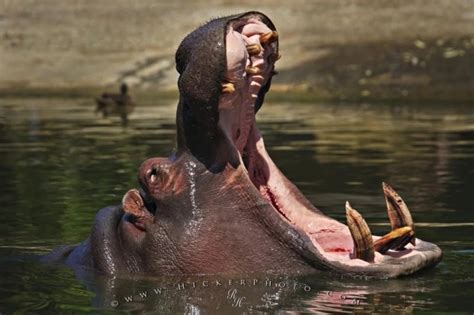 10 Animals With Terrifying Teeth - Listverse