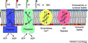 Flippases and vesicle-mediated protein transport: Trends in Cell Biology