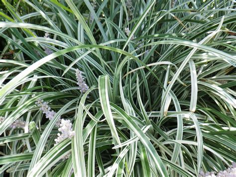 Liriope variegated - Landsdale Plants