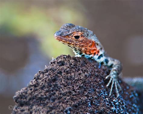 Lava lizard on rock