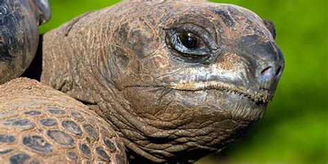 Aldabra giant tortoise | DinoAnimals.com | DinoAnimals.com