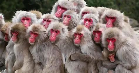 Japanese Macaque: Discover the Fascinating Snow Monkeys of Japan 2024