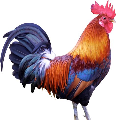 Male Brown Vanraja Murga Chiken, 250 Per Year, Adult at Rs 200/kg in Jaipur