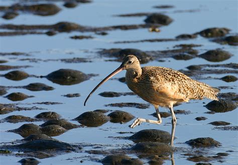 Long-billed Curlew | Audubon California