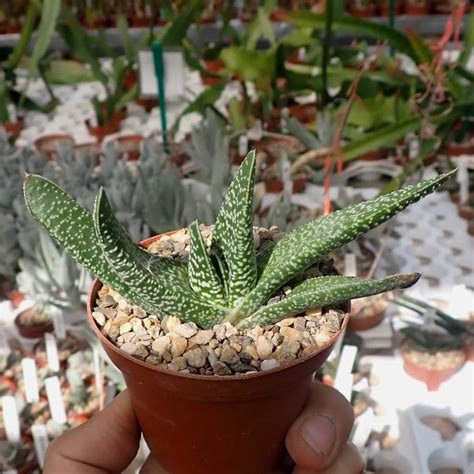 Gasteria carinata - Uhlig Kakteen - more than 5,000 different species