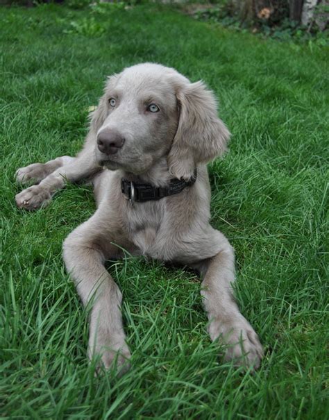 Shaggy. | Cute dogs, Weimaraner puppies, Dog breeds