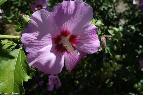 Hibiscus syriacus pour fleurir tout l'été votre jardin | Plantes d'Exception