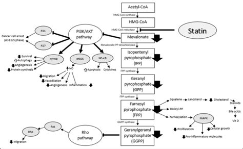 mechanism-of-action-statin-related-pathway | The Functional Perspective