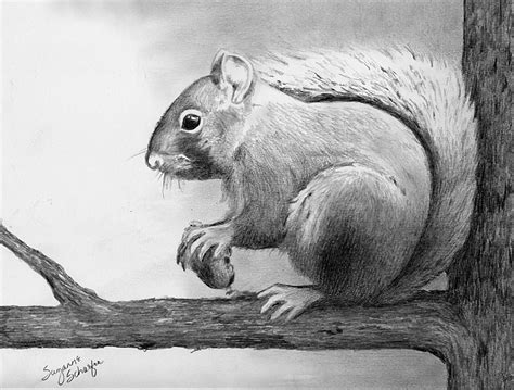 Squirrel Pencil Drawing at PaintingValley.com | Explore collection of Squirrel Pencil Drawing