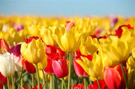 Good Morning Tulips Photograph by Tara Fisher