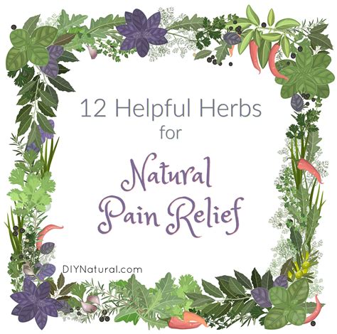 Natural Pain Relief: 12 Herbs To Use for Pain Relief