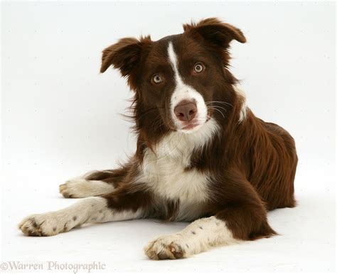 Pin by FDD on We love dogs | Collie dog, Border collie dog, Border collie