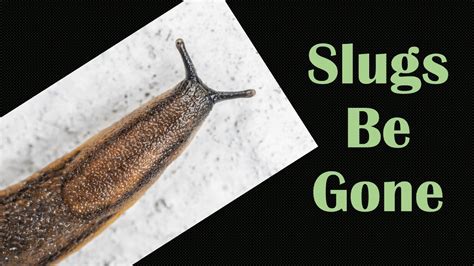 How to get Rid of Slugs- Tips for Slug Control - YouTube