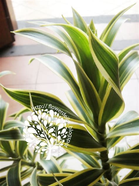 Plant of the Day: Song of India Leaf ~ flower daily blog