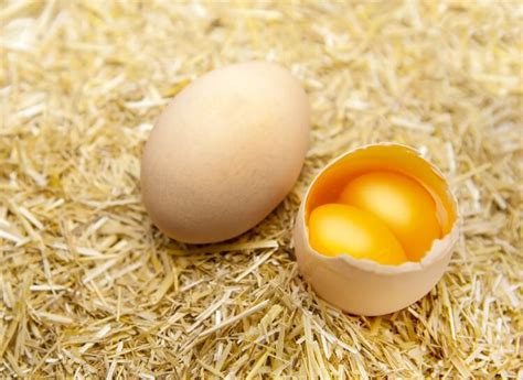 Double Yolk Eggs Explained: Why They Happen and Much More… | Chickens And More