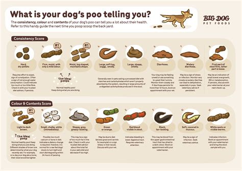 What's your dog’s poo telling you? - Guides | Big Dog Pet Foods
