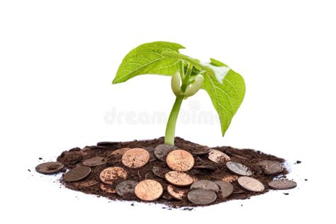 Money Tree - Grow Your Wealth Stock Image - Image of business, currency ...