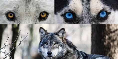 Wolf Eye Colors: The Science Behind Their Stunning Hues