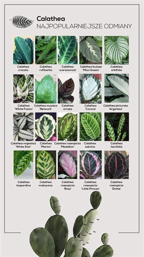 Calathea varieties | 1000 | Calathea plant, Cool plants, Calathea