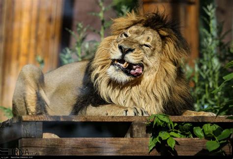 Persian Lion Returns to Iran after 80 Years