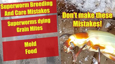 Superworm Breeding Mistakes - Superworms Dying - Pupation - Superworm Care - Tips #superworms ...