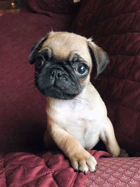 a small dog sitting on top of a couch