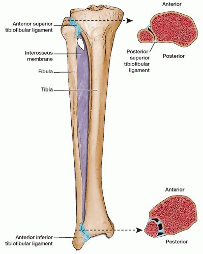 Ultrasound-Guided Injection Technique for Intra-articular Injection of the Superior Tibiofibular ...