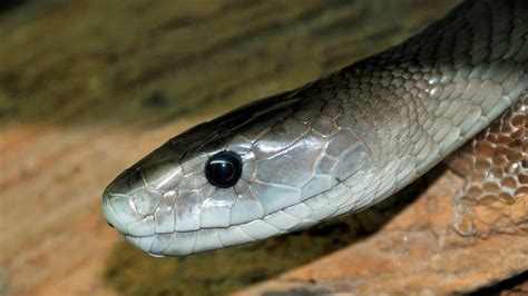 Black Mamba Bite Symptoms