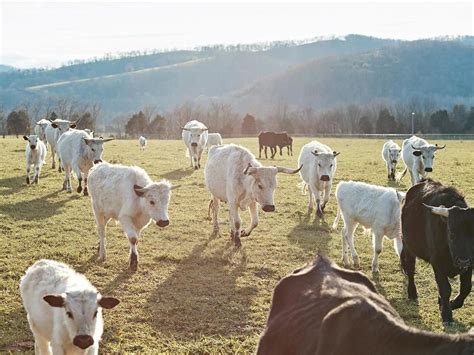 This Sacred Breed of Cattle Has Survived 2,000 Years to Make It to Your ...