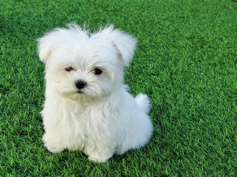 Bichon Maltes: origen, cuidados, precio, perro, características ...