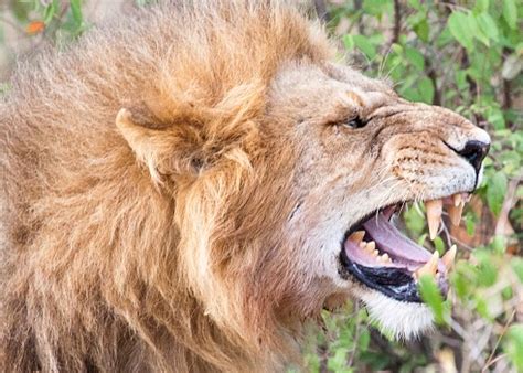 Foto de Leão Macho Mostrando Dentes Afiados e mais fotos de stock de Aberto - iStock