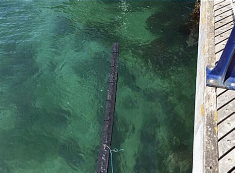 Swanage Pier vandalised by pier jumping trespassers – Swanage News