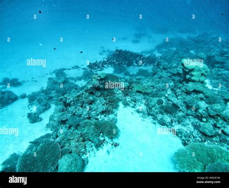 Coral Reef On Ocean Floor Stock Photo - Alamy