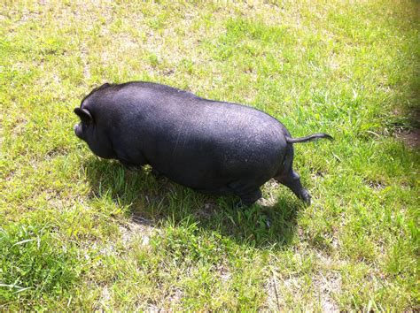 Really fat pig at a farm we were passing | Pigs!!!!!!!! | Pinterest