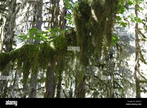 Hoh Rainforest, Hall of Mosses Stock Photo - Alamy