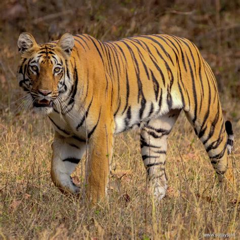 Project Tiger In India | Everything about Tiger Conservation (NTCA)