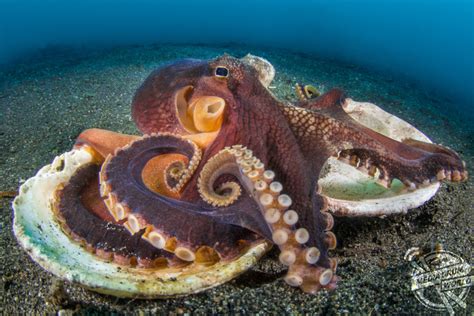 Beautiful Underwater Photos Show Octopuses on the Floor of the Pacific Ocean | Media Drum World