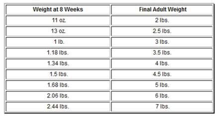 Chihuahua Growth Chart | Weight and Size Calculations