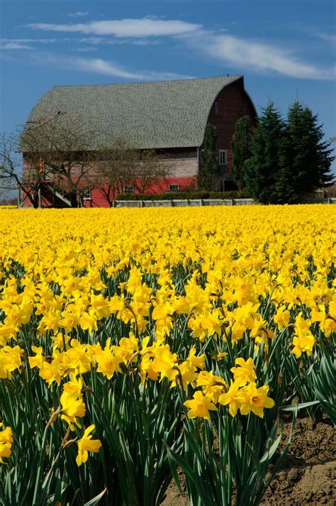 Daffodil field 2 by LarryRaisch on deviantART | Feld mit blumen, Landschaft, Natur