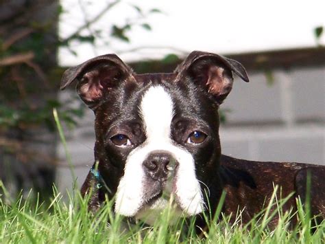 Top 10 Boston Terrier Names - Boston Terrier Secrets