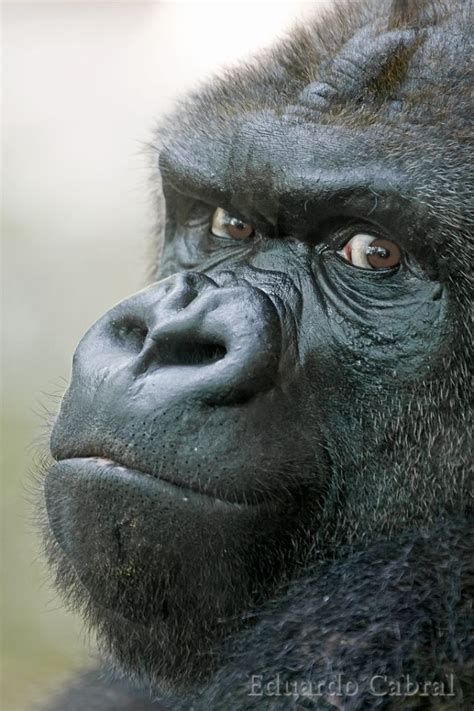 An beautifully expressive Gorilla sort of giving the 'stink eye'. | Animals wild, Animals ...