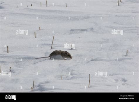 Northern grasshopper mouse hi-res stock photography and images - Alamy