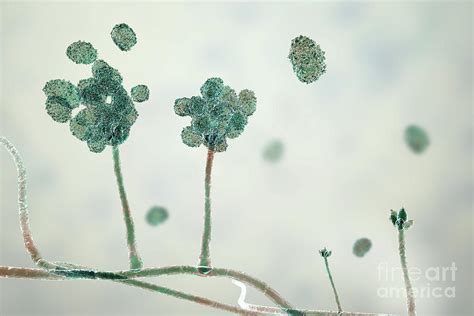 Stachybotrys Toxic Mould #1 Photograph by Science Photo Library - Fine Art America