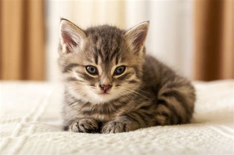 Premium Photo | Cute tabby kitten lies on white plaid at home. newborn ...