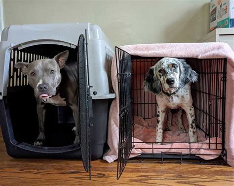 How a Dog Crate Helps with Potty Training and More - Orvis News