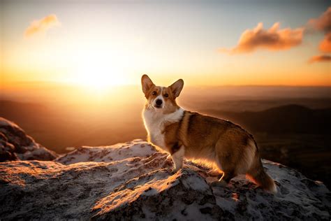 Download Dog Sunrise Animal Corgi HD Wallpaper