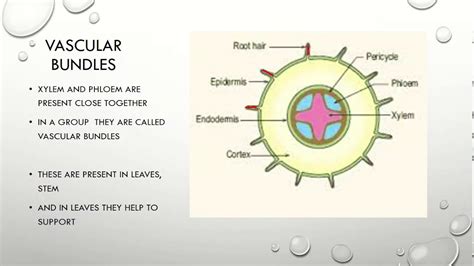 Vascular bundles in root and stem - YouTube