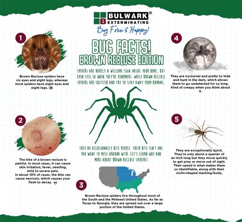 How To Avoid Brown Recluse Spider Bites